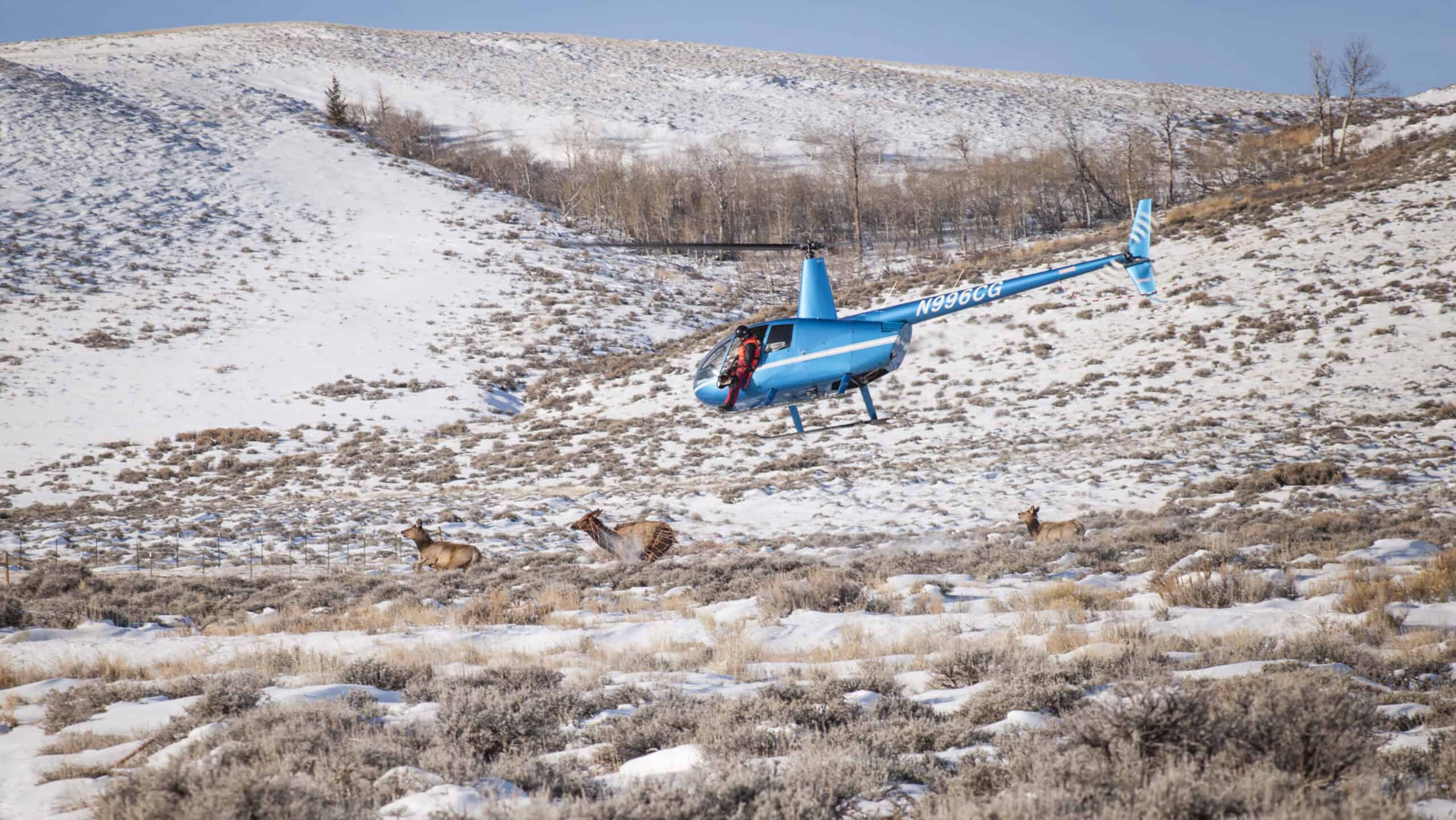 Photo of Elk Study with a helicopter tracking three elk in partially snow-covered land in a mountain